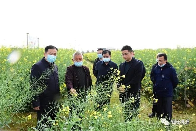 縣人大常委會主任江志暉帶隊調(diào)研富硒油茶、油菜高產(chǎn)技術(shù)